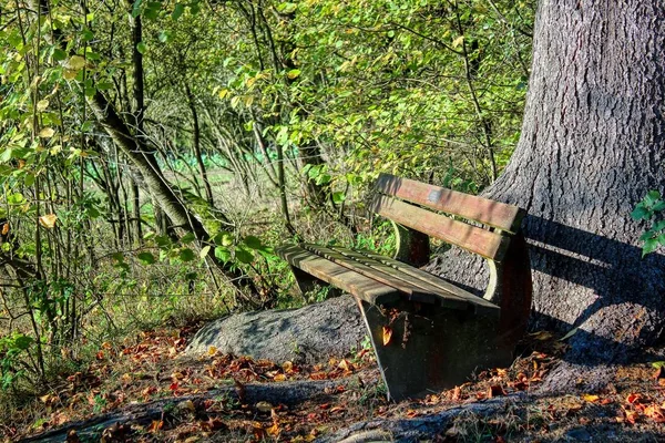 Drewniany Most Lesie Jest Również Ważne Aby Zrelaksować Się Pomyśl — Zdjęcie stockowe