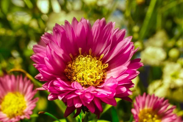 Asters are wonderful cut flowers