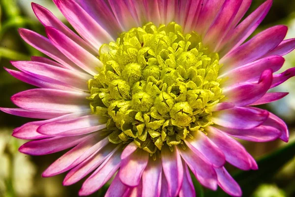 Астры Прекрасные Срезанные Цветы — стоковое фото