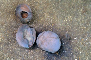 Çimento zeminde mango çürümesi