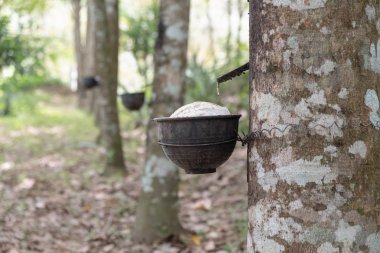 Bahçede lateks ve kauçuk ağacı Fincan