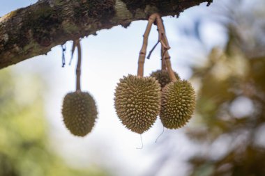 içinde belgili tanımlık bahçe ve bulanıklık geçmiş küçük durian