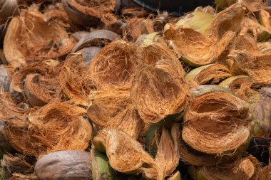 Peeling Hindistan cevizi bahçede Grup