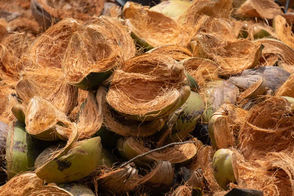 Peeling Hindistan cevizi bahçede Grup
