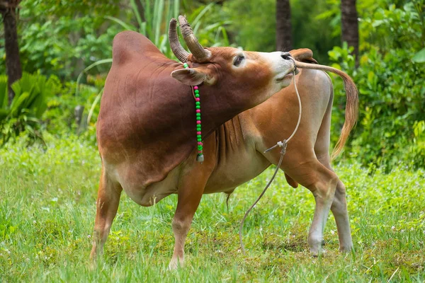 Male Red Bull Fighting Relax Grass Field — Stock Photo, Image