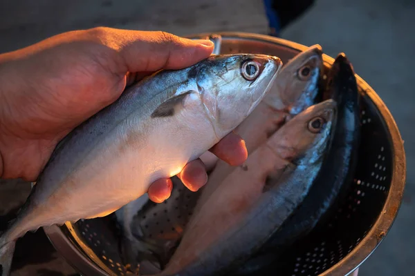 Makrill Handen Och Solen Ljus — Stockfoto