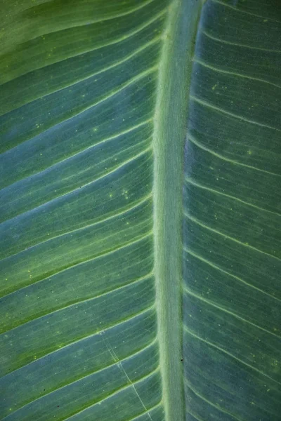 Verde asiático banana folha — Fotografia de Stock