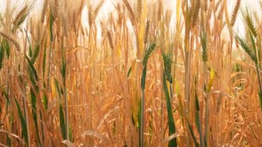 Vinç atış olgun buğday alanın üzerinde 