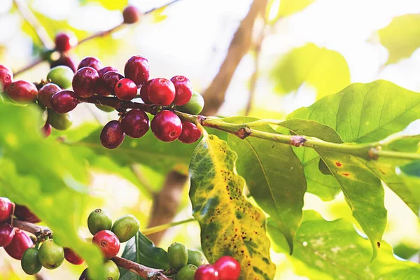 Closeup červených bobulí Arabica v kávovém hospodářství a výsadby — Stock fotografie