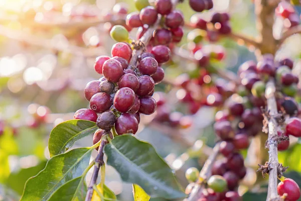 Closeup červených bobulí Arabica v kávovém hospodářství a výsadby — Stock fotografie