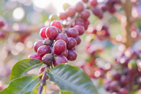 Closeup červených bobulí Arabica v kávovém hospodářství a výsadby — Stock fotografie
