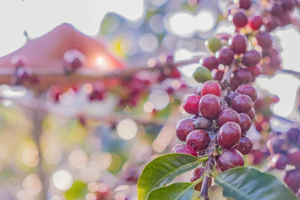 Closeup červených bobulí Arabica v kávovém hospodářství a výsadby — Stock fotografie