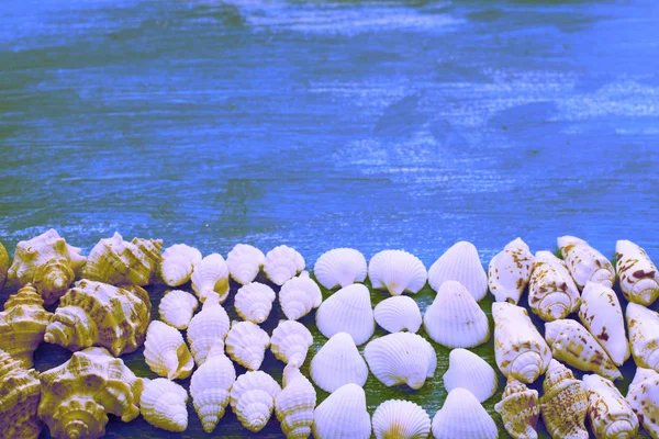 シェル石のセットのシュールレア リズム構成礫星ハリネズミ木製の背景古いグレー着用コピー領域の 上面フラット レイアウト — ストック写真