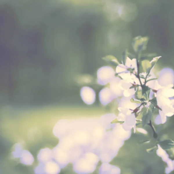 Defocus banner surrealismo sfondo naturale sfocato piccoli fiori su un ramo . — Foto Stock