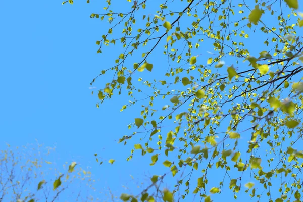 Beautiful birch tree branch with green leaves in the sky.