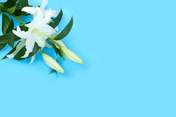 Natural bouquet of lilies on blue background. Copy space for text