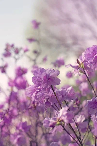 Beautiful branches with flowers rosemary on the background of the sky. Natural nature bright colors