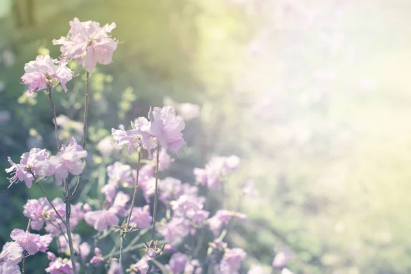 Beautiful branches with flowers rosemary on the background of the sky. Natural nature bright colors defocus