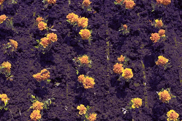Surrealismus Herbst Orange Blumen Auf Dem Land Der Tagetis Blühen — Stockfoto