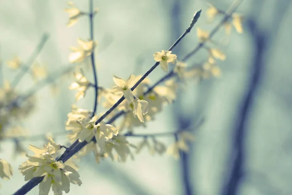 Beautiful birch tree branch with green leaves in the sky. Nature environment