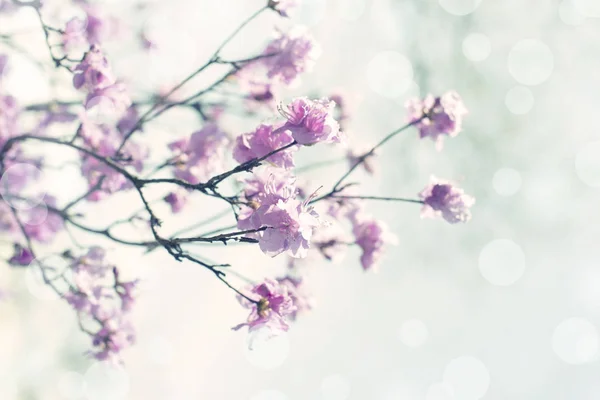 Mooie Takken Met Bloemen Rozemarijn Achtergrond Van Hemel Natuurlijke Aard — Stockfoto