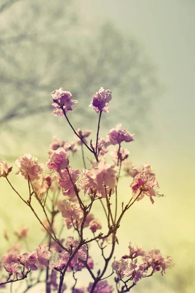 Beautiful branches with flowers rosemary on the background of the sky. Natural nature bright colors