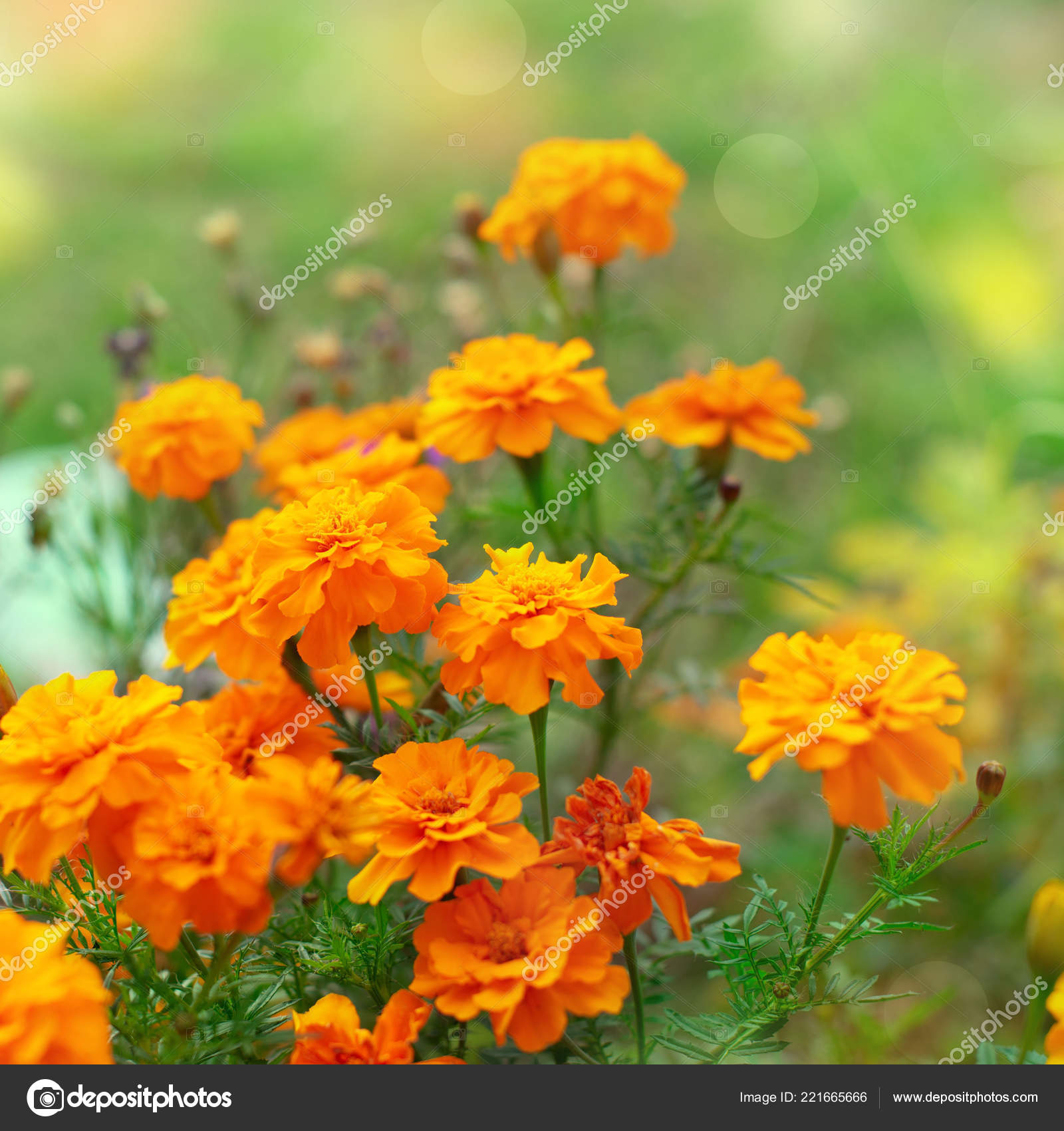 Automne Fleurs Orange Sur Sol Tagetis Fleurissent Dans Une