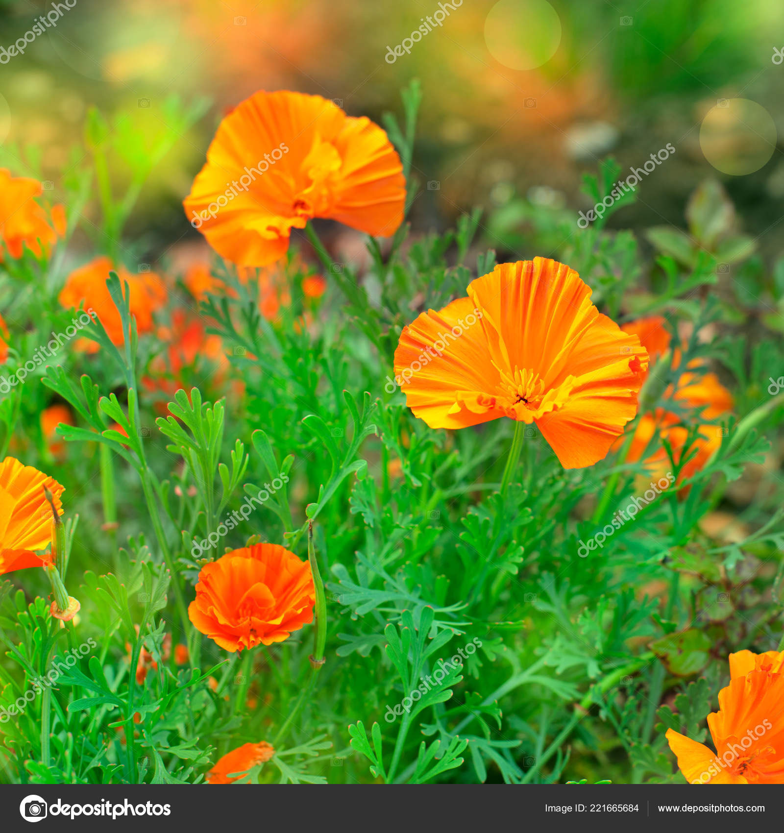 Automne Fleurs Orange Sur Sol Tagetis Fleurissent Dans Une