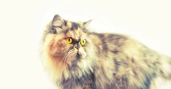 Banner Fluffy colorful Persian cat on a light background Beautiful domestic long-haired young cat — Stock Photo, Image