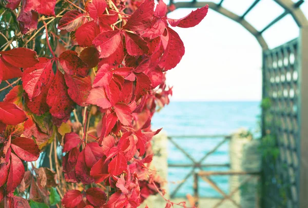 Jesienią rośliny czerwone liści parku przyrody na plaży piękna jesień krajobraz Selektywny fokus — Zdjęcie stockowe