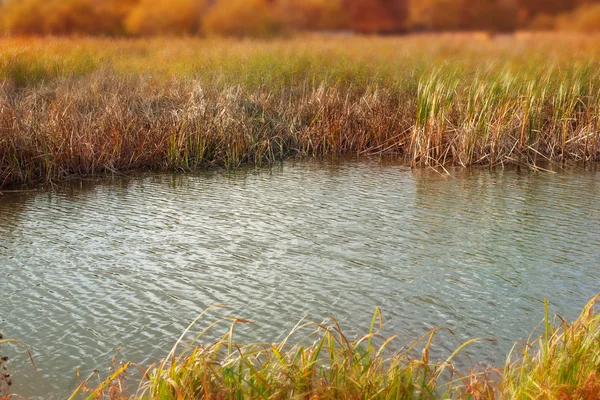Banner natural outono paisagem rio Banco grama seca juncos água natureza Foco seletivo desfocado fundo — Fotografia de Stock