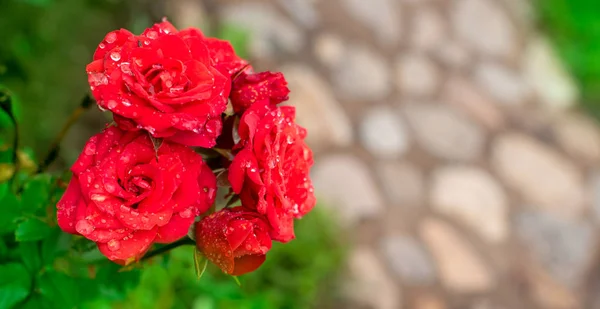 Banner Red rose Bush in the garden Blooming plant blurred background selective focus. Top view