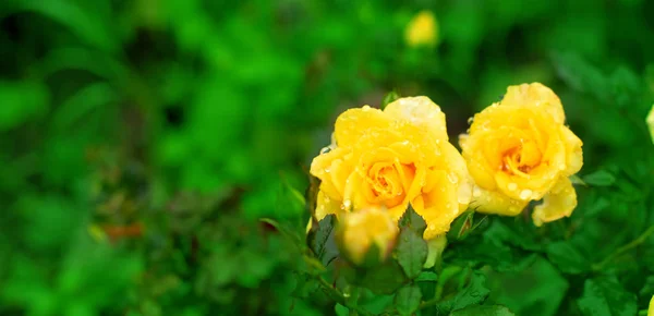 Banner Yellow rose Bush in the garden Blooming plant blurred background selective focus. Top view