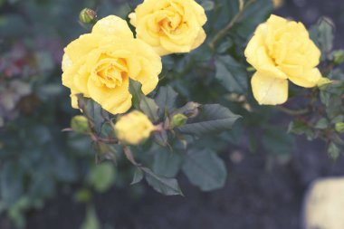 Sarı Gül Bush Bahçe Blooming bitki arka plan seçici odak üstten görünüm bulanık