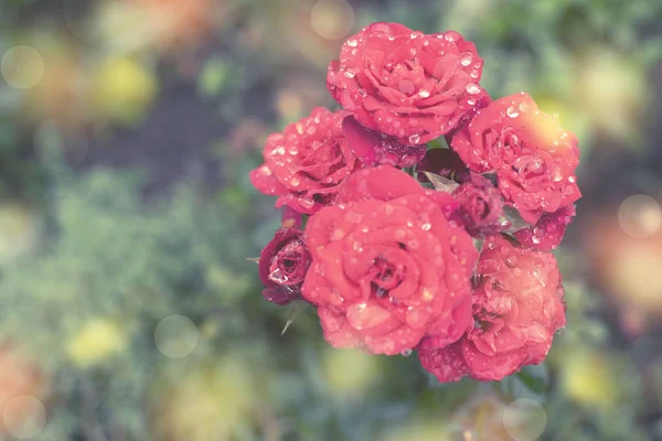 Rosa Rossa Bush Giardino Pianta Fiore Sfocato Sfondo Selettivo Messa — Foto Stock