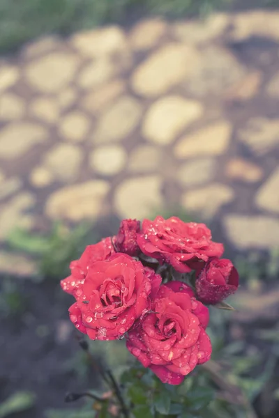 Red rose Bush in the garden Blooming plant blurred background selective focus Top view — Stock Photo, Image