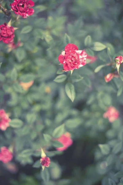 빨간 장미 덩굴 정원 Blooming 공장에서 흐리게 배경 선택적 초점 가기 보기 — 스톡 사진