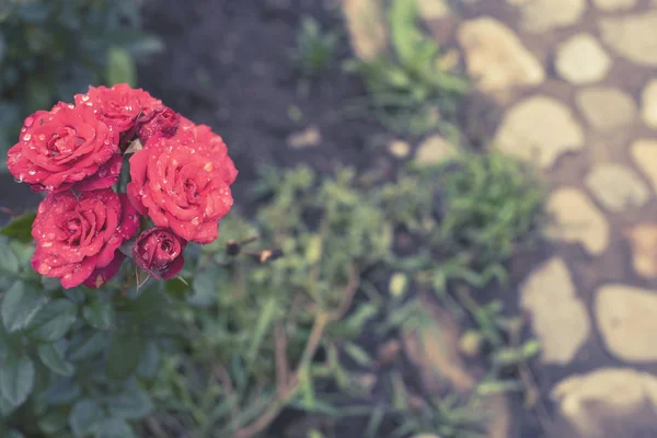 Rosa rossa Cespuglio in giardino Pianta in fiore sfondo sfocato fuoco selettivo Vista dall'alto — Foto Stock