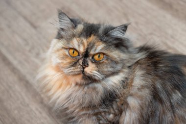 Ahşap arka plan üzerinde renkli kabarık Farsça kedi. Güzel ev uzun saçlı genç kedi