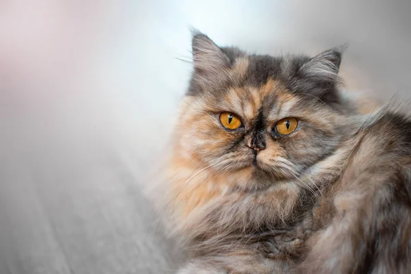 蓬松五颜六色的波斯猫在木背景 美丽的家长发年轻的猫 — 图库照片