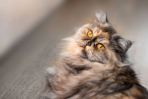 Ahşap Arka Plan Üzerinde Renkli Kabarık Farsça Kedi Güzel Uzun — Stok fotoğraf