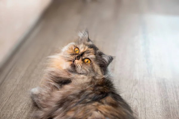 Bolyhos Színes Perzsa Macska Háttér Gyönyörű Haza Hosszú Hajú Fiatal — Stock Fotó