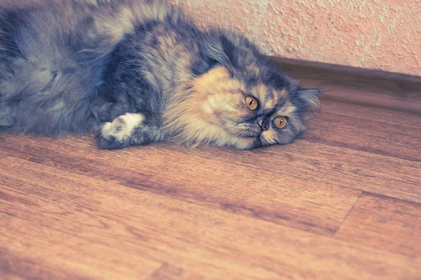 木製の背景にふわふわカラフルなペルシャ猫 美しいホーム長髪の若い猫 — ストック写真
