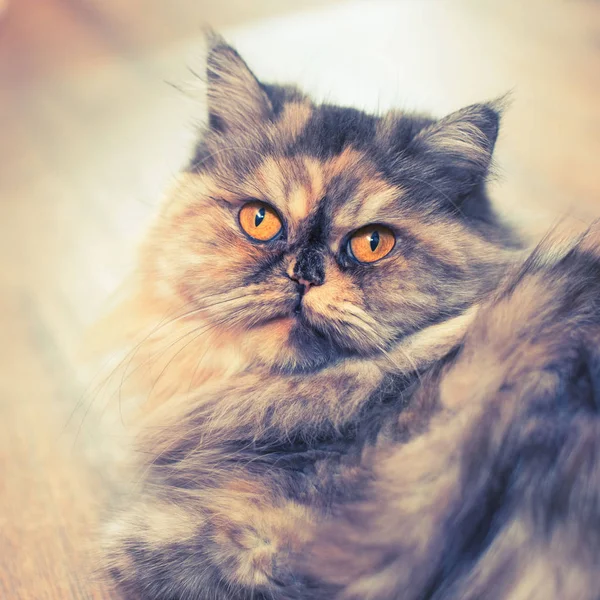 Αφράτο Πολύχρωμο Περσική Γάτα Στο Ξύλινο Φόντο Όμορφο Σπίτι Μακρυμάλλης — Φωτογραφία Αρχείου