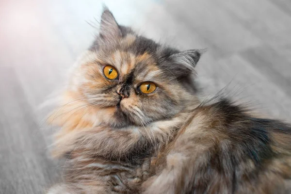 Αφράτο Πολύχρωμο Περσική Γάτα Στο Ξύλινο Φόντο Όμορφο Σπίτι Μακρυμάλλης — Φωτογραφία Αρχείου