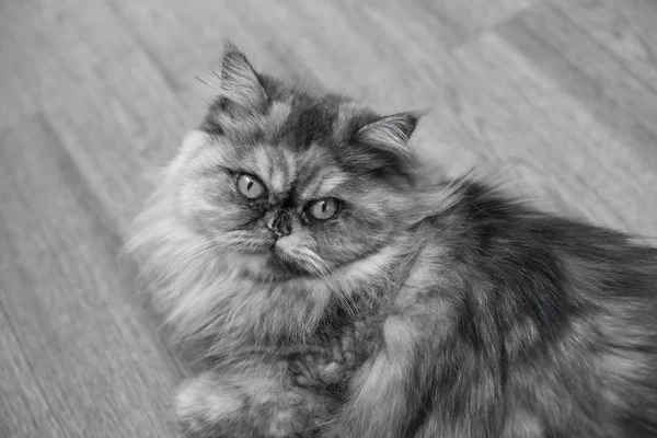 Měkký Černo Bílá Perská Kočka Dřevěné Pozadí Krásné Dlouhé Vlasy — Stock fotografie