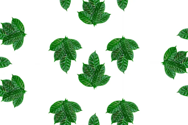 Seamless Green Leaves Pattern White Isolated Background Top View Flat — Stock Photo, Image