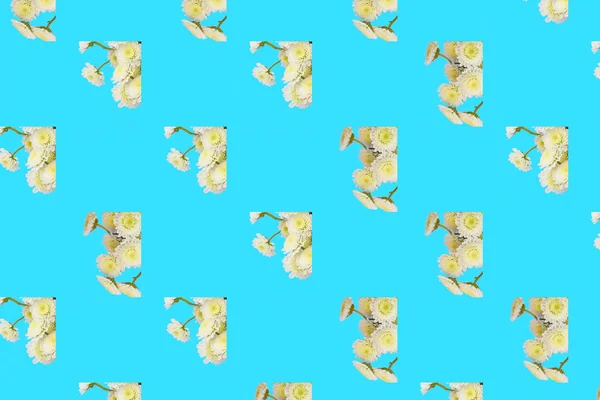 Квітковий Візерунок Серії Хризантем Синьому Фоні Вид Зверху Плоский Лежав — стокове фото