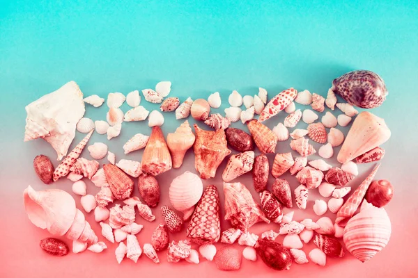 Different sea shells on live coral background. Top view flat lay