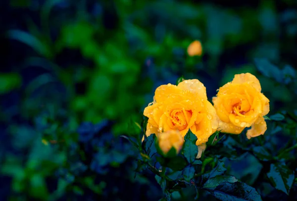 Natural background yellow rose bushes blooming in the garden Top view copy space